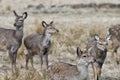 Red deer, Altai maral Cervus elaphus sibiricus