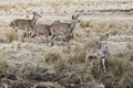 Red deer, Altai maral Cervus elaphus sibiricus