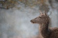 Red deer amongst snowfall