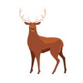 Red deer with antlers, wild forest animal. Male adult stag with horns. Big woods hoofed mammal of North America, Europe