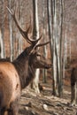 Red deer in autumn forest Royalty Free Stock Photo