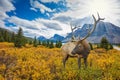 Red deer on the bank of azure lake Royalty Free Stock Photo