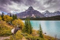 Red deer on the Rocky Mountains Royalty Free Stock Photo