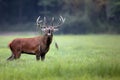 Red deer bellowing in a clearing