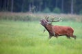 Red deer bellowing on the run