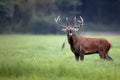 Red deer bellowing in the wild