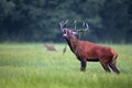 Red deer bellowing in the wild