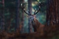 Red deer with big antlers looking towards camera. Royalty Free Stock Photo