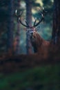 Red deer with big antlers looking towards camera. Royalty Free Stock Photo