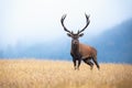 Red deer with big antlers standing on the field with gry grass in morning mist Royalty Free Stock Photo