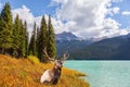 Red deer with branched antlers resting Royalty Free Stock Photo