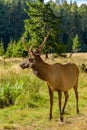 Red Deer buck Cervus elaphus with growing antlers in beautiful pose on the edge of the forest in the natural habitat of mixed Royalty Free Stock Photo