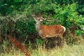 Red deer buck feeding of a tree