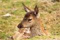 Red deer calf, cervus elaphus