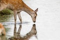 Red Deer calf Cervus elaphus drinking from stream Royalty Free Stock Photo