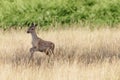 Red deer calf (Cervus elaphus)