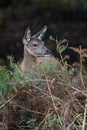 Red Deer Calf, Cervus elaphus