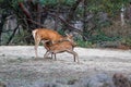 Red deer calf drinking from its mother Royalty Free Stock Photo