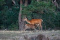 Red deer calf drinking from its mother Royalty Free Stock Photo