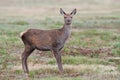 Red Deer Calf, Cervus elaphus