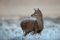 Red deer calf in winter