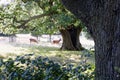 Red deer cantering between trees in early morning sunlight