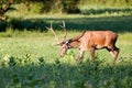 Red deer (Cervidae)