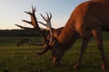 Red Deer (Cervus elaphus)