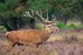 Red Deer (Cervus elaphus). Royalty Free Stock Photo