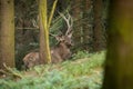 Red deer with big antlers standing in forest in autumn