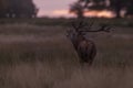 the red deer (Cervus elaphus) blowing the bugle in heat with sunrise Royalty Free Stock Photo