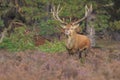 Red deer Cervus elaphus buck in moorland close up Royalty Free Stock Photo