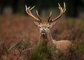 Red deer (Cervus elaphus) Royalty Free Stock Photo