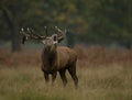 Red deer (Cervus elaphus) Royalty Free Stock Photo