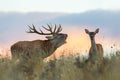 Red deer, cervus elaphus, couple during rutting season. Royalty Free Stock Photo
