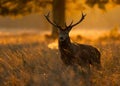 Red deer (Cervus elaphus) Royalty Free Stock Photo