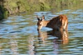 Red deer, Cervus elaphus