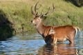 Red deer, Cervus elaphus