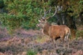 Red deer (Cervus elaphus).