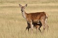 Red deer, Cervus elaphus