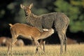 RED DEER cervus elaphus, FEMALE WITH CALF SUCKLING Royalty Free Stock Photo