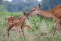 Red deer Cervus elaphus female hind mother and young baby calf