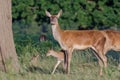 Red deer Cervus elaphus female with young baby calf Royalty Free Stock Photo