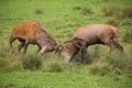 Red deer, cervus elaphus, fight during the rut. Royalty Free Stock Photo