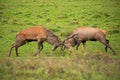 Red deer, cervus elaphus, fight during the rut. Royalty Free Stock Photo