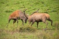 Red deer, cervus elaphus, fight during the rut. Royalty Free Stock Photo