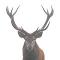 Red deer (Cervus elaphus) head and antlers portrait isolated on a white background Royalty Free Stock Photo