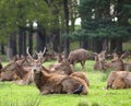 Red Deer (Cervus Elaphus) Herd Royalty Free Stock Photo