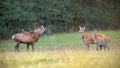 Red deer herd in rutting season with stag bellowing