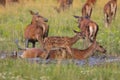 Red deer hind and fawn lying in water and mud in summer to cool down Royalty Free Stock Photo